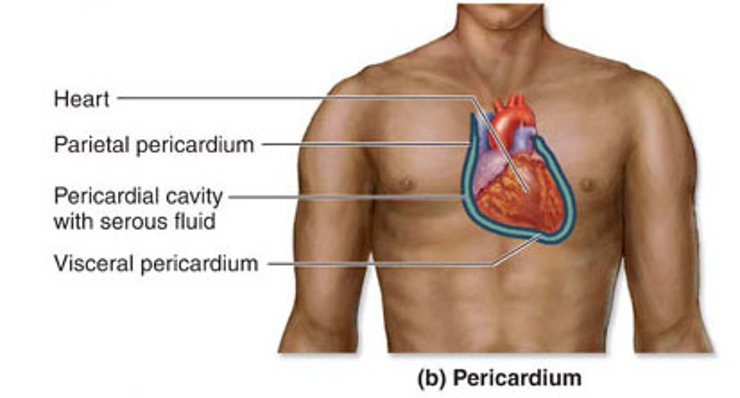 <p>Description: Potential space between the parietal pericardium and visceral pericardium (epicardium)</p><p>Relationship: Parietal and visceral pericardium (epicardium) membranes are lined with serous fluid</p>