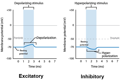 <p>Can be positive or negative so can be excitatory (AP) or inhibitory which can be strong or weak</p>