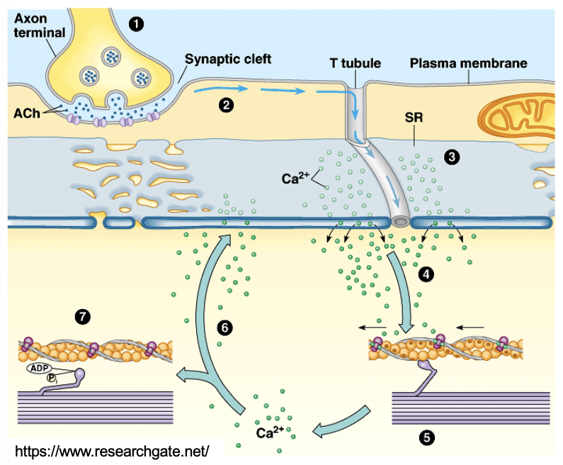<ul><li><p>(1) AP arrives at the neuromuscular junction and triggers ACh release, ACh diffuses across the synaptic cleft, binds to its receptors on the plasma membrane</p></li><li><p>(2) the post-synaptic action potential propagates along the sarcolemma and down the T-tubules</p></li><li><p>(3) triggers Ca2+ release from the SR</p></li><li><p>(4) Ca2+ binds to troponin which undergoes a conformational change, removing the blocking action of tropomyosin</p></li><li><p>Cross bridge cycle is triggered </p></li><li><p>(5) contraction occurs</p></li><li><p>(6) Ca2+ is actively removed and moved back into the SR when the action potential ends</p></li><li><p>(7) tropomyosin blockage is restored, and the muscle relaxes.</p></li></ul><p></p>