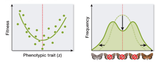 <p>Describe in words the relationships shown in the graphs at below. Label each pair as illustrating directional selection, stabilizing selection, or disruptive selection</p>