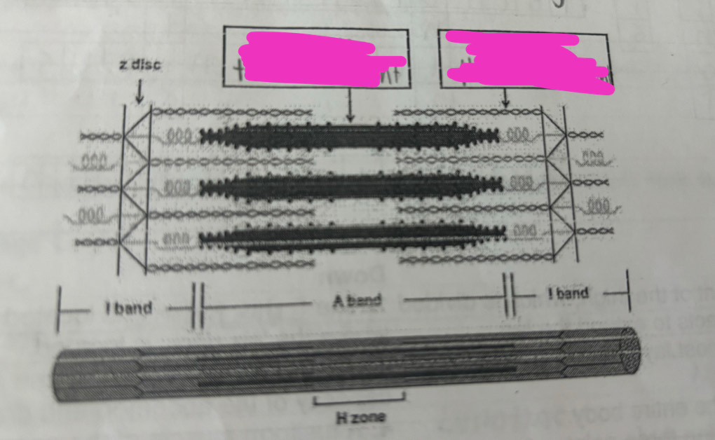 <p>Actin thin filament</p>