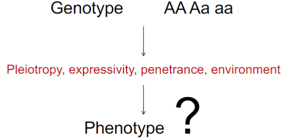 <ul><li><p>Complicated relationships btwn genotype and phenotype can violate Mendel’s predicted 3:1 ratios</p></li><li><p>Mendel’s Laws of Segregation and independent assortment still hold</p></li></ul>