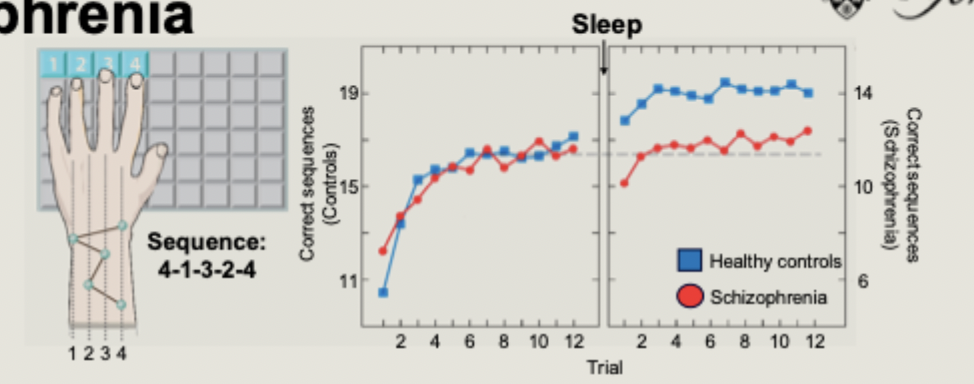 <ul><li><p>Schizophrenia patients and healthy controls performed a procedural memory test</p></li><li><p>sleep significantly improved performance in controls, but not in patients</p></li><li><p>deficits in sleep-dependent consolidation also seen for word pair association, picture recognition</p></li></ul><p></p>