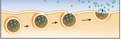 <p>When a vacuole membrane becomes a part of the cell membrane and the contents are released, Active Transport<br>ex) Proteins, hormones, neurotransmitters, waste</p>