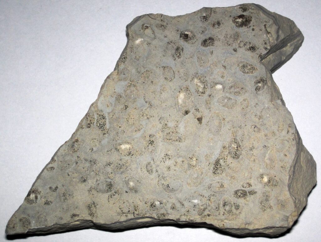 <p>Sedimentary, plant/shell shaped fossils , light grey, porous</p>