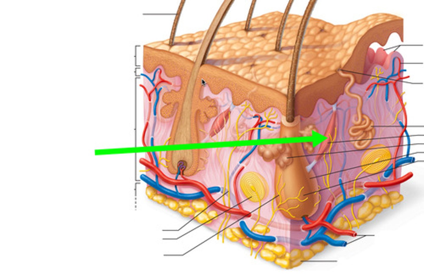 <p>tiny muscle fibers attached to the hair follicles that cause the hair to stand erect</p>