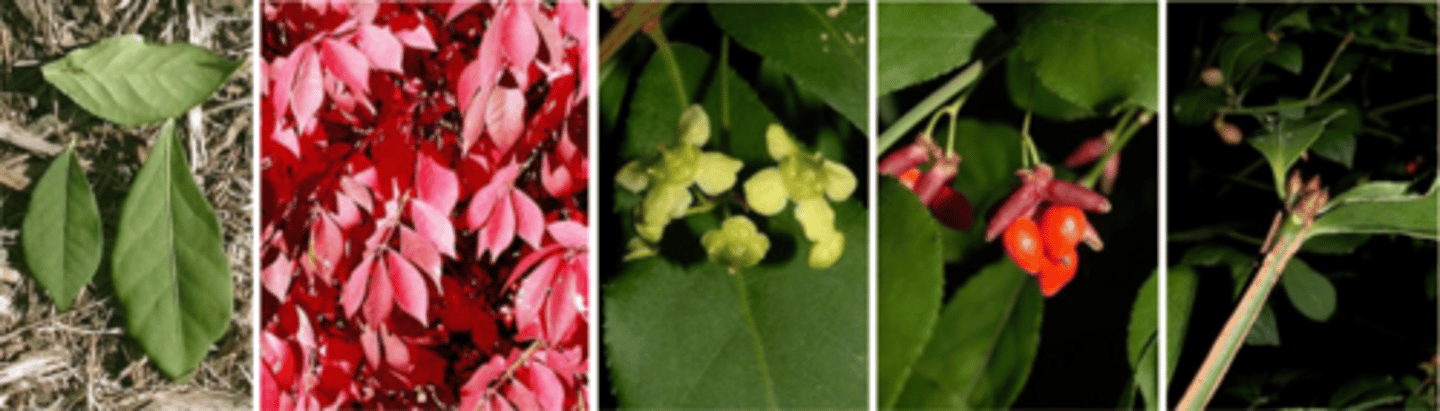 <p>Leaves: opposite to sub-opposite, simple elliptic to obovate; leaf tip acute finely and sharply serrate petiole 1/12", brilliant red fall color; stem with corky wings (alatus); overall rounded shape of plant; orange/red seeds in Sept/Oct. </p><p>Twigs: glabrous, green-brown w/ 2-4 corky wings.</p><p>Flower: Perfect, inconspicuous, pale, yellow-green, 1/2 inch across, occur in clusters of three, appear in late spring.</p><p>Form/Silvics: nice, red fall color (Burning Bush), twigs texture, branching pattern interesting in winter, makes a good hedge or screen with little pruning. Can become invasive (in New England). Widely planted as an ornamental. Mature size 10-15'.</p>