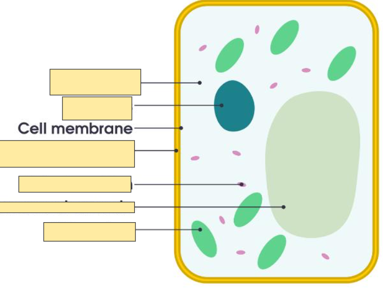 <p>Cell membrane</p>