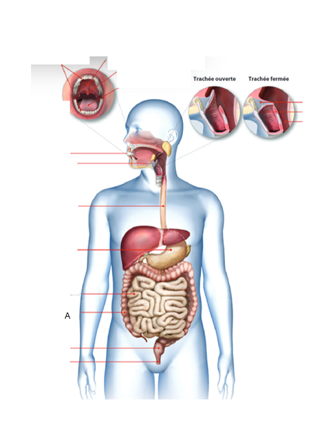 <p>À quel organe du tube digestif correspond la lettre A ?À quel organe du tube digestif correspond la lettre A ?</p>