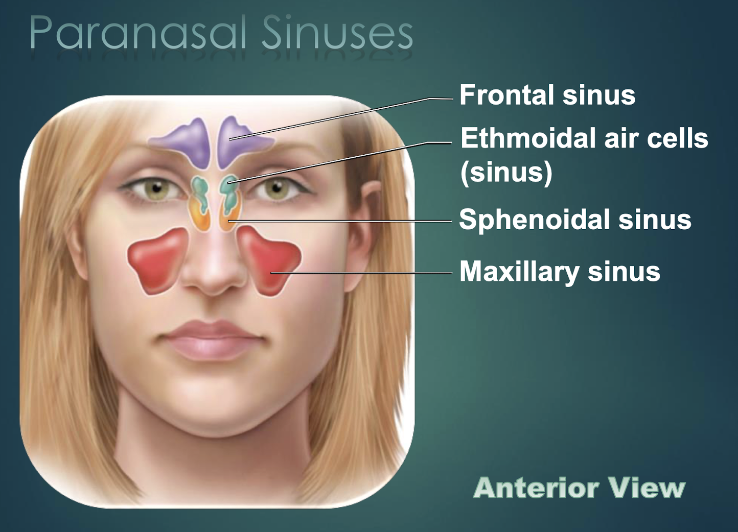 <p>Maxillary Sinus</p>