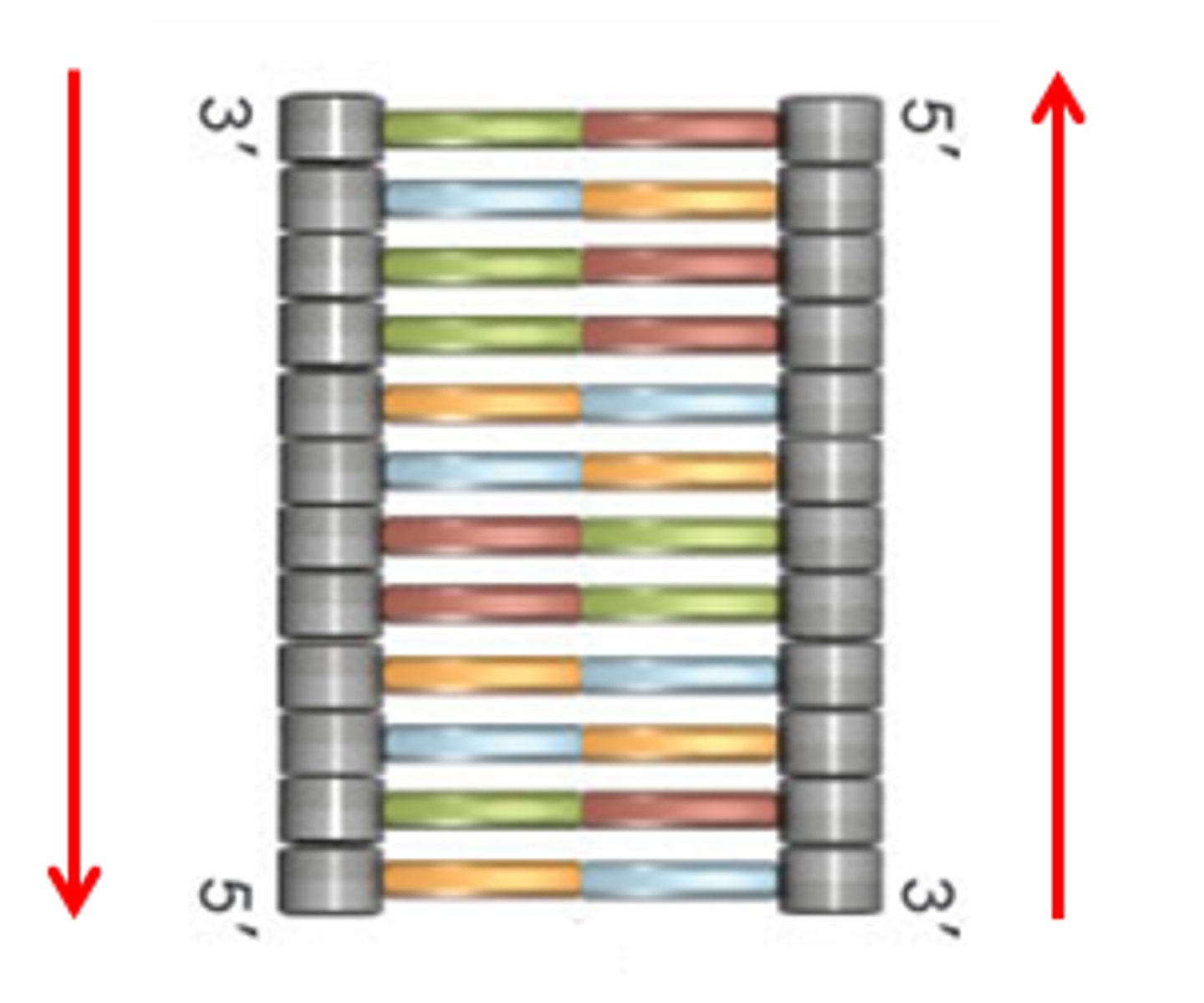 <p>the 5' end of one strand will align with the 3' end of the other strand</p>