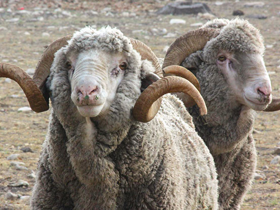 <p>originated in france. have either tight spiral horns or sprawling. produce high quality wool and a quality meat with mutton characteristics. wooly face and legs. fleece is dense and high yielding. extremely popular commercial breed</p>