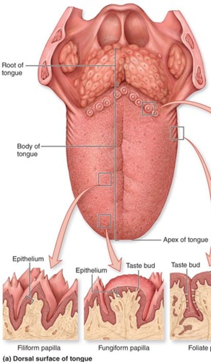 <p>Mushroom-shaped structures primarily on the anterior margin of the tongue, containing a few taste buds.</p>