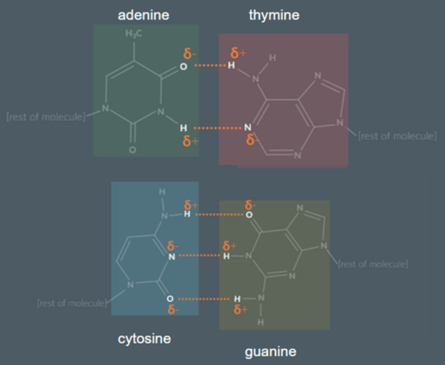 <p>Thymine and adenine form...</p><p>2 hydrogen bonds</p><p>Cytosine and guanine form...</p><p>3 hydrogen bonds</p>