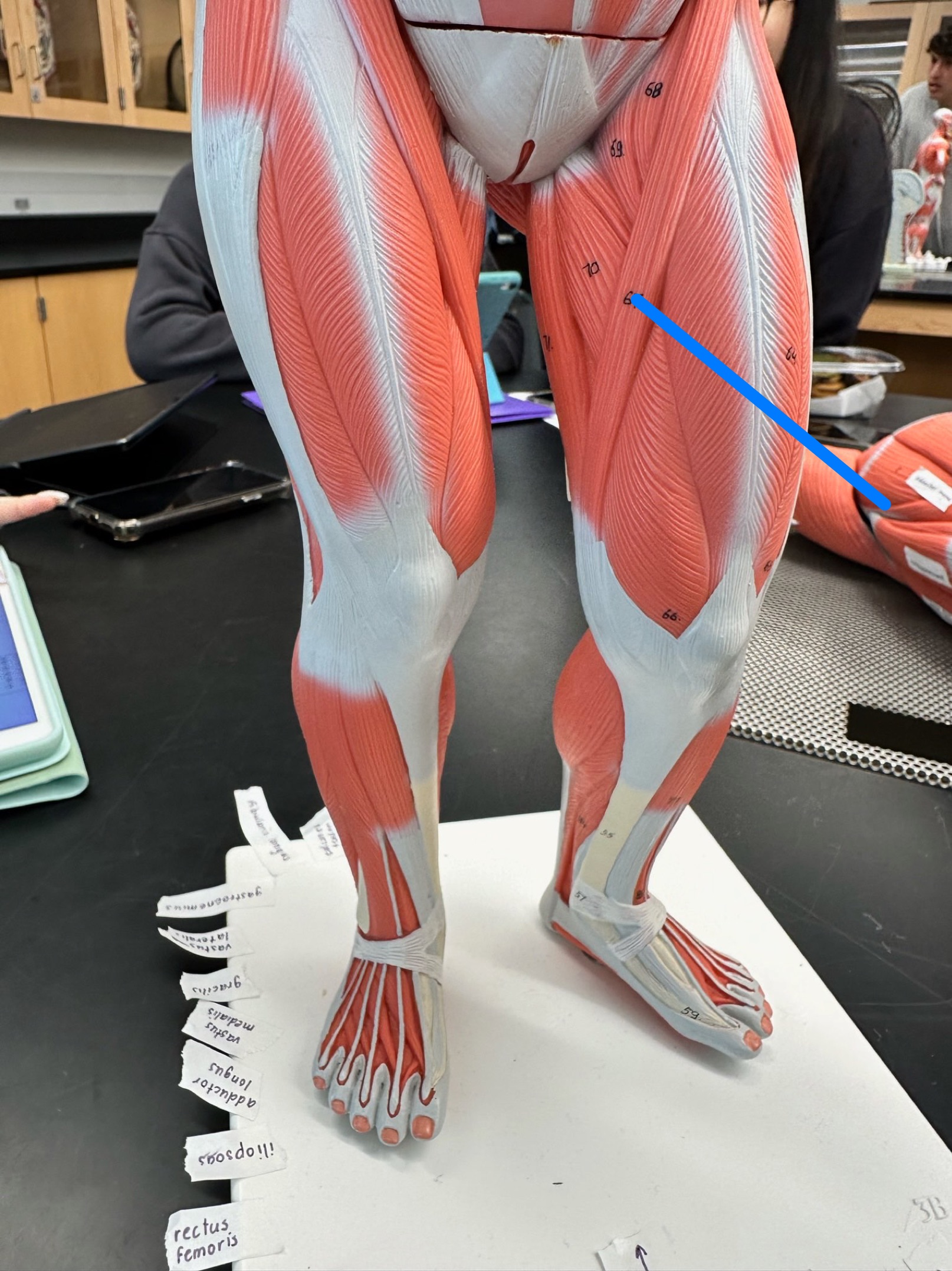 <p>ID muscle</p>