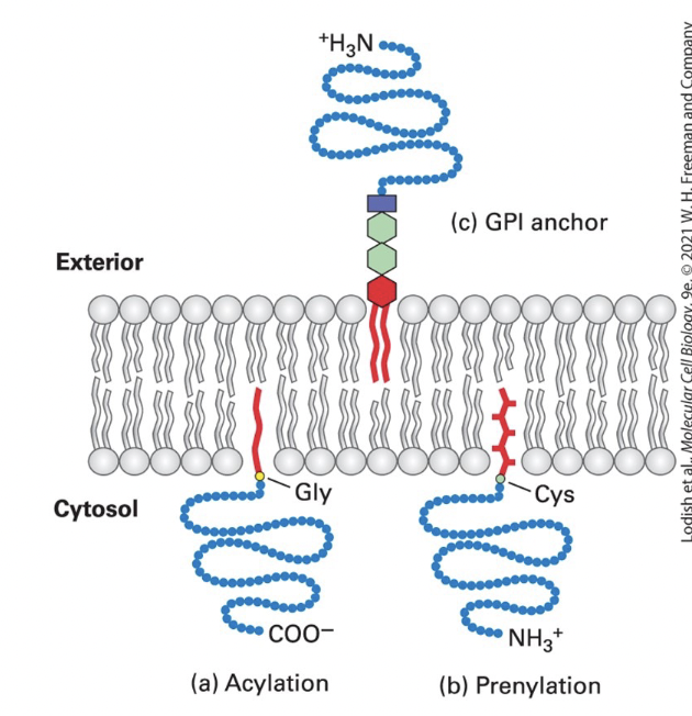 <p><em><u>cytosolic</u></em> proteins (such as v-Src) anchored to the PM through a single fatty acyl chain attached to <u>N-terminal Gly</u></p><ul><li><p>common acyl anchors → myristate (C14) and palmitate (C16)</p></li><li><p><span style="color: rgb(99, 250, 217);"><strong><u><span>v-Src</span></u></strong></span>: a viral mutant form of cellular tyrosine kinase, induces abnormal cellular growth that can lead to cancer when anchored to the membrane by myristylation</p></li></ul><p></p>