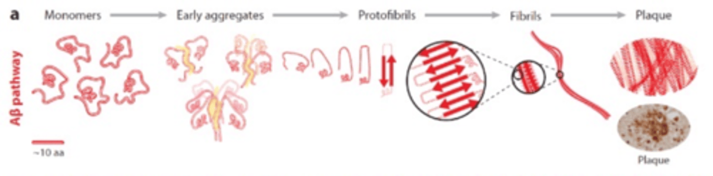 <p>AB released as monomers -></p><p>Early aggregates-></p><p>Protofibrils-></p><p>Fibrils-></p><p>Plaque</p>