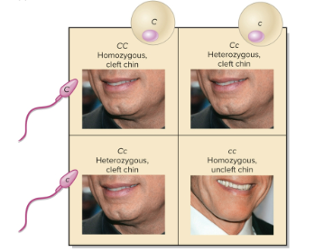 <p>Genotype</p>