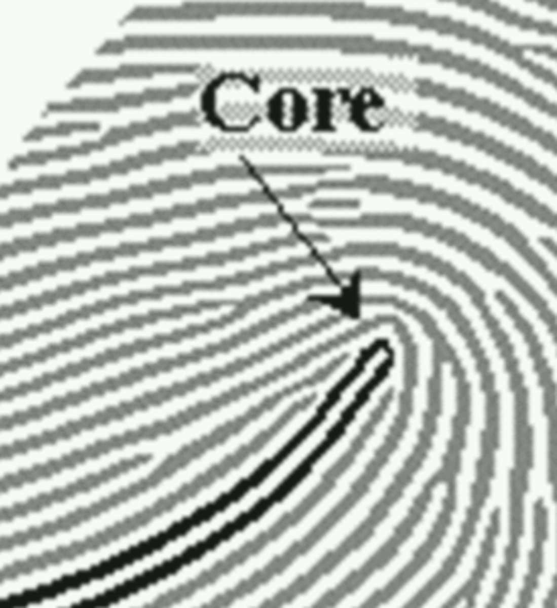 <p>approximate center of a fingerprint pattern</p>