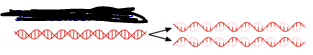 <p>Each daughter molecule has one original and one new strand.</p>