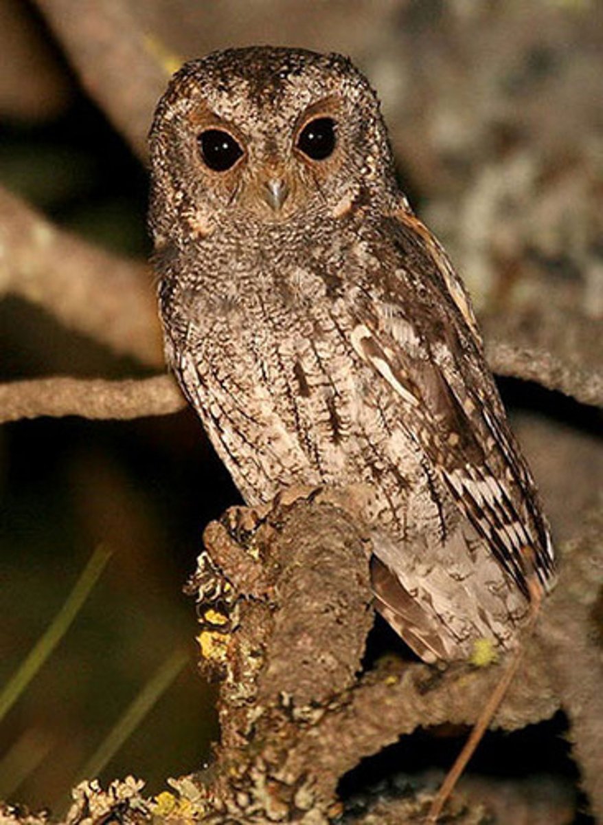 <p>Montane coniferous forests, especially ponderosa pine</p>