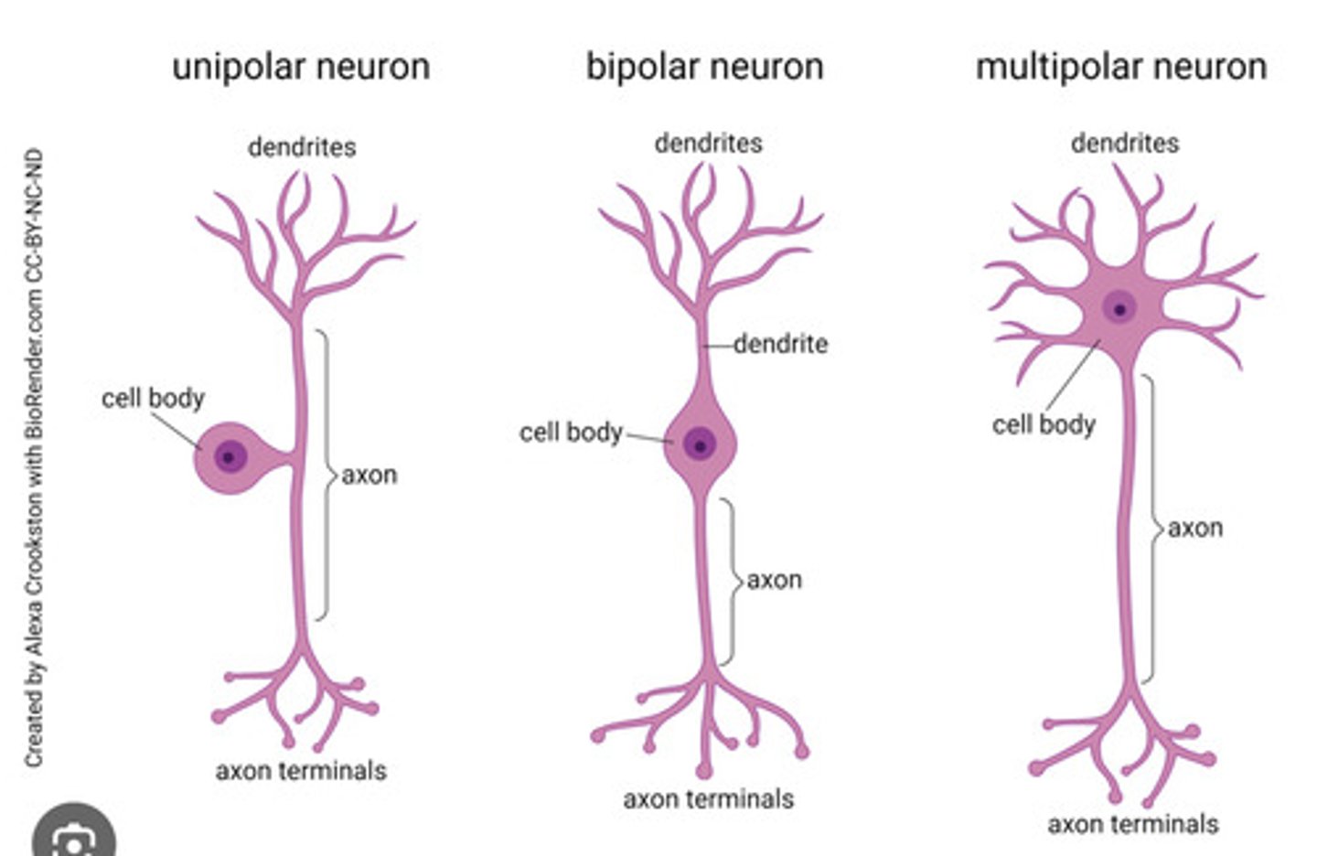 <p>Shape: multipolar, bipolar, unipolar</p><p>Function: motor, sensory, interneurons</p>
