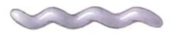 <p>bacterial cells that have a little more spiral, fairly rigid, and appear as an “S” shape</p>