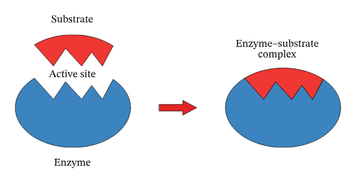 <p>Active Site</p>