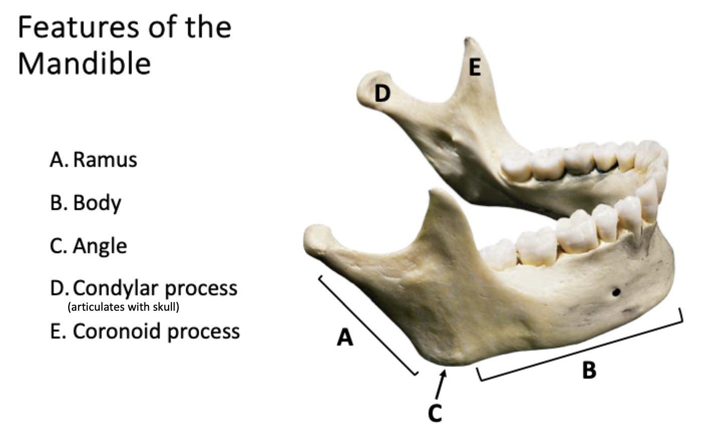 <p>Features of the Mandible</p>