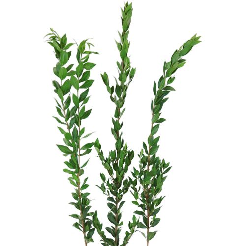 <p>Common Name:</p><p>Scientific Name:</p><p>Flower Type:</p>