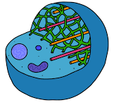 <p>Cytoskeleton (microtubules) </p>