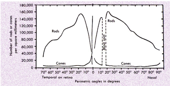 <p><strong>foveola </strong>(central <strong>1.2 degrees)</strong> mostly<strong> cones</strong> and some <strong>glial cells </strong></p><p><strong>fovea </strong>(central <strong>2.5 degrees</strong>) has <strong>both rods and cones </strong></p><p><strong>peak</strong> concentration of r<strong>ods</strong> at <strong>20 degrees</strong> from the fovea</p>