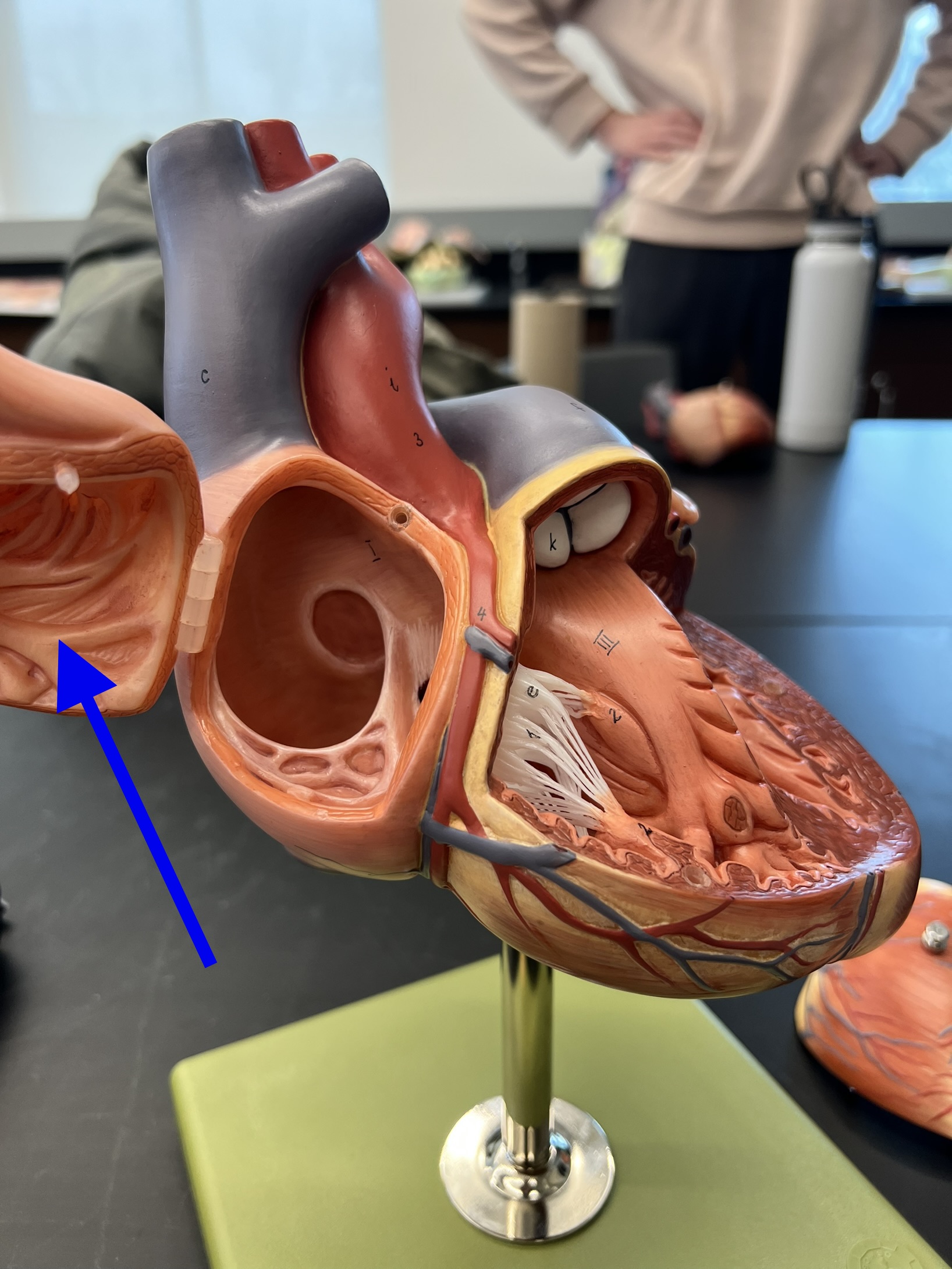 Name the heart structure.