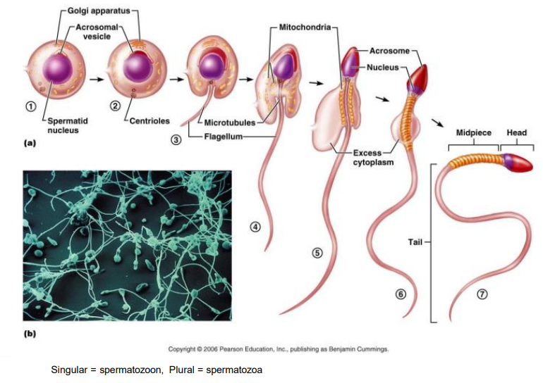 <p>- spermatids continue to mature as they are stored and move through the epididymis</p><p>- Head formed of acrosome (enzymes to penetrate ovum) and nucleus (DNA)</p><p>- midpiece = mitochondria</p><p>- Tail propel</p><p>- Some are motile when leave epididymis (most require capacitation)</p><p>- Leave as spermatozoa</p>