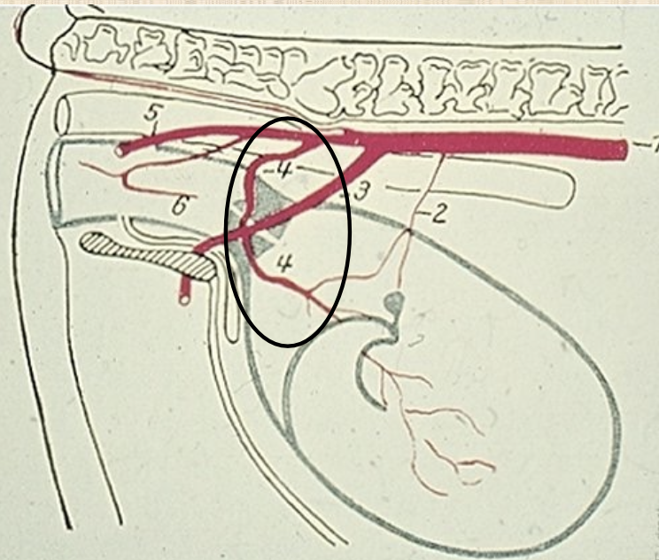 <p>by days 120-150</p><p>will feel on both sides by 180 days</p>