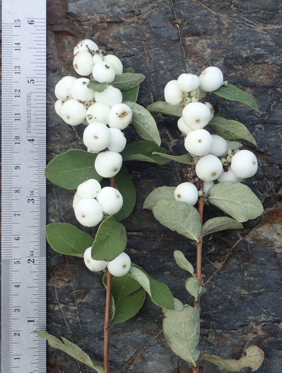 Creeping snowberry