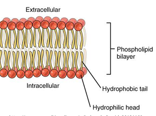 glycerol backbone ,  one phosphate group (hydrophilic) , and  two fatty acid tails (hydrophobic). Amphipathic because the molecules have both  polar  and nonpolar  parts, allowing them to form a  lipid bilayer in an  aqueous environment.  