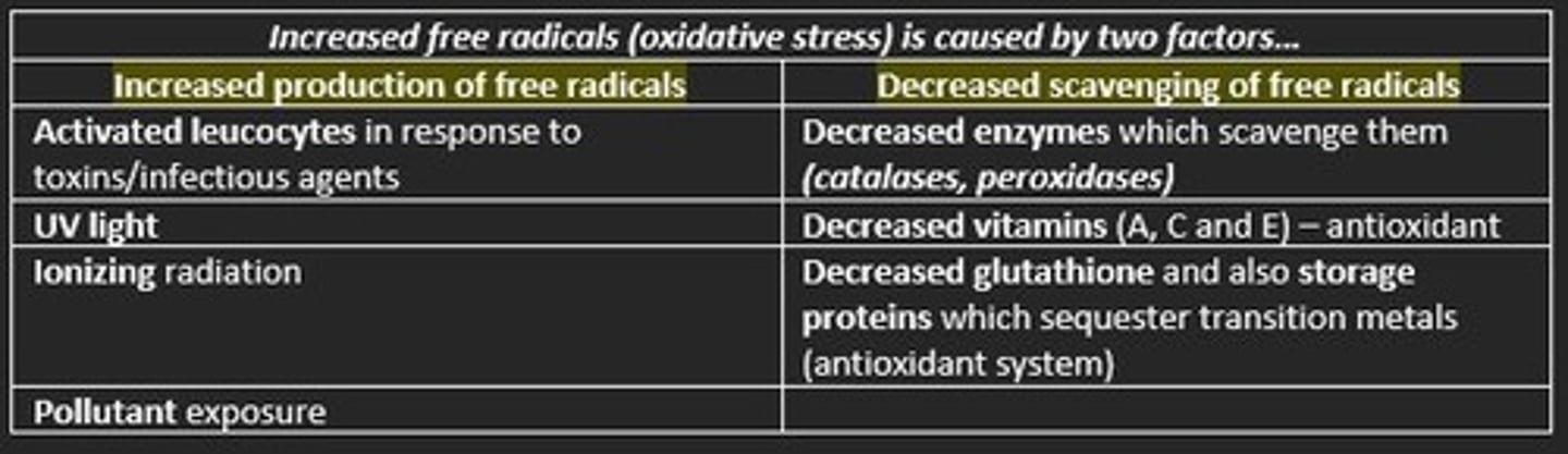 <p>1) Increased production of free radicals </p><p>Sourced from activated leukocytes in response to toxins, UV light, ionizing radiation, pollutant exposure</p><p>2) Decreased scavenging of free radicals </p><p>Decreased levels of scavenging enzyme (catalase, peroxidase)</p><p>Decreased vitamins A, C, E (antioxidants)</p><p>Decreased glutathione</p>