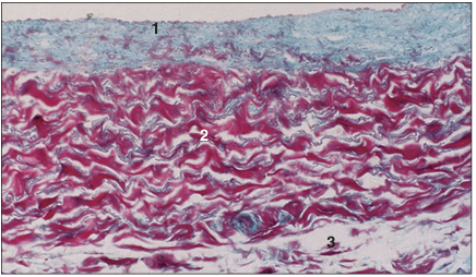 <p>name of histologic slide:</p><p>Specie:</p><p>Parts</p><p>1.__ 2.__ 3.__ </p><p>Stain Used:</p>