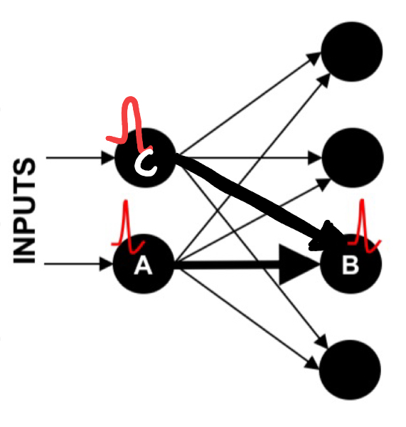 <ul><li><p>a weak stimulus in one pathway is not sufficient to elicits LTP</p></li><li><p>When paired with activity in another stronger pathway, LTP occurs in both</p></li></ul><p></p>