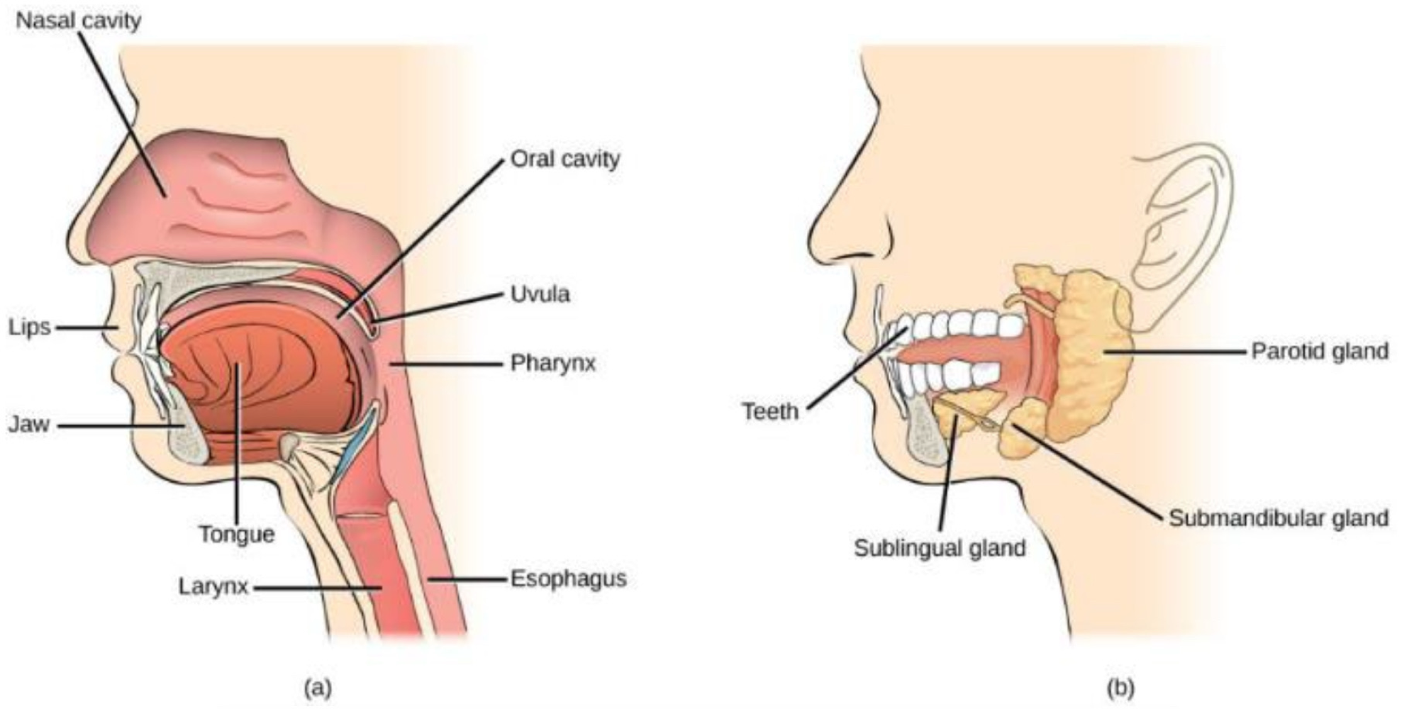 <p>in the <span style="color: rgb(131, 205, 71)"><strong>oral cavity</strong></span>, the ___ break apart food, and the ___ secrete amylase and lipase to digest ___ and ___, respectively </p>