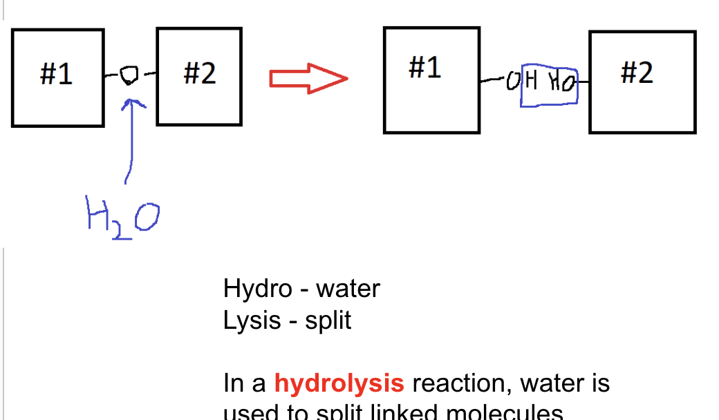 <p>type of catabolic reaction: breaks down polymers using water</p><p>water is used to spilt linked molecules</p>