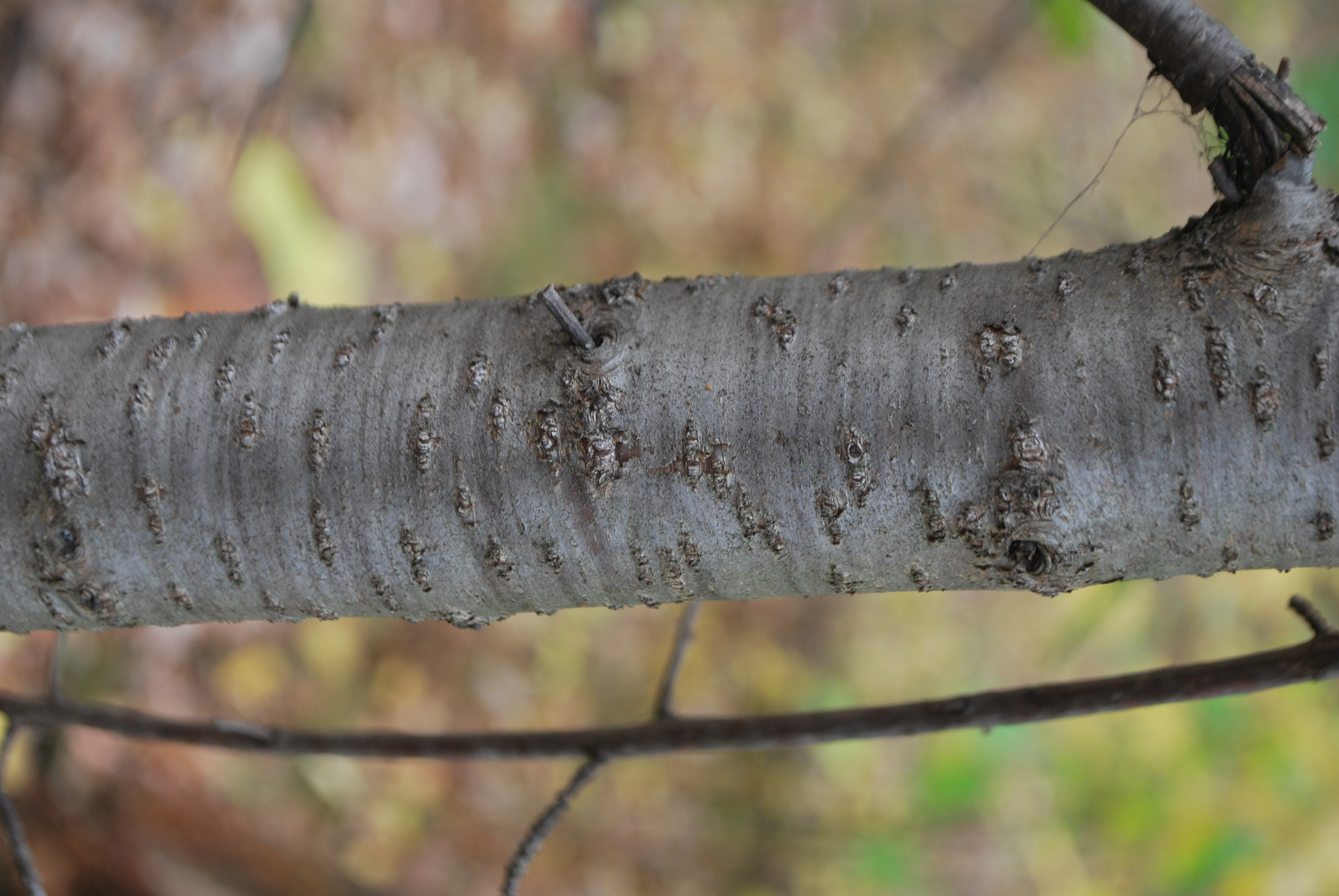 <p>common buckthorn, Rhamnus cathartica, Rhamnaceae</p>