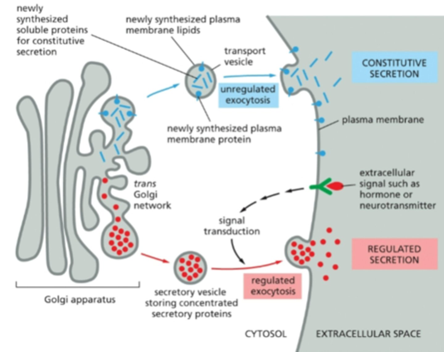 <p>consecutive secretion, continuously packed and fuse with plasma membrane and secreted by exocytosis</p>