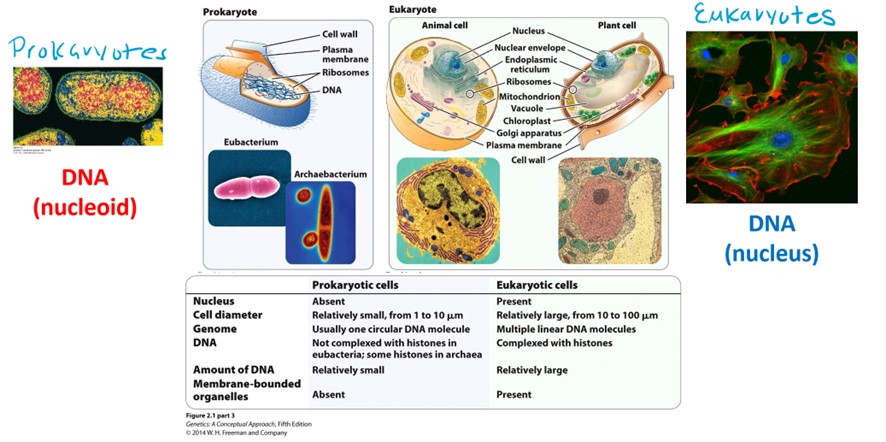 <p>DNA in the nucleus</p><p>Large (100s of millions-billions of bp)</p><p>Organized into multiple linear chromosomes</p><p>Packaged in the form of chromatin</p><p>Generally contain a pair of each chromosome</p><p><span>Thousands to 10s of thousands of origins of DNA replication spread across all of the chromosomes</span></p>