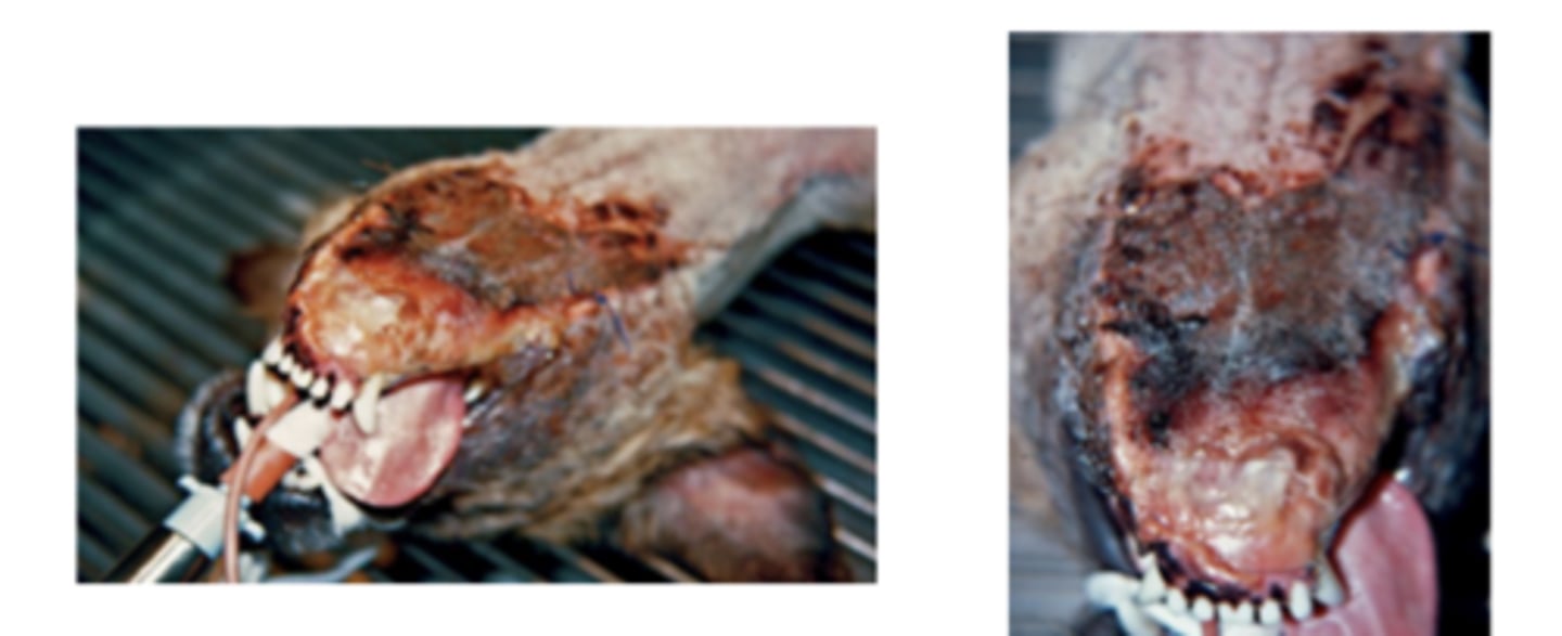 <p>Describe the wound - 'badger bite' - and what are your next steps</p>