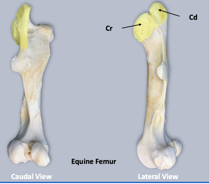 <p>what is yellow on this</p>