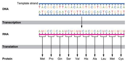 <p>What do you call the triplet code which are instructions for the amino acid sequence of a polypeptide are a series of nonoverlapping three-base “words”</p>