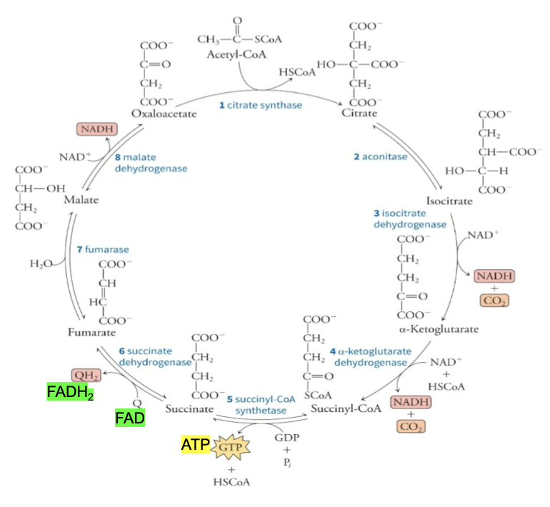 <p>What is described by the following points:</p><ul><li><p>The central metabolic hub of the cell</p></li><li><p>The final common pathway for the oxidation of fuel molecules</p></li><li><p>Important source of precursors for the building blocks of many biomolecules</p><ul><li><p>Ex. amino acids, fatty acids, nucleotide bases, and porphyrins</p></li></ul></li><li><p>Series of oxidation-reduction reactions that result in the oxidation of an acetyl group to 2 CO<sub>2</sub> molecules</p></li><li><p>Eight reactions</p><ul><li><p><strong>An acetyl group is condensed with oxaloacetate</strong></p></li><li><p><strong>2 CO<sub>2</sub> are lost</strong></p></li><li><p><strong>Oxaloacetate is regenerated</strong></p></li></ul></li><li><p>Each round generates <strong>3 NADH, 1 FADH<sub>2</sub>, and 1 GTP or ATP</strong></p></li><li><p>Flux through the citric acid cycle regulated primarily by <strong>feedback inhibition at 3 steps</strong></p></li></ul><p></p>