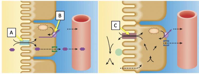 <p><span>Match the transporters indicated in the image with the best description. (Answers may be used more than once.)</span></p><p><span><span>Primary active transport driven by the hydrolysis of ATP</span></span></p>